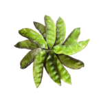 Seem ( hyacinth beens) 500gm