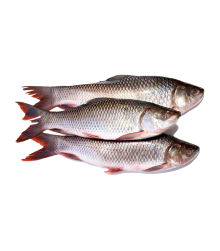 Ruhu fisk 2.5 kg