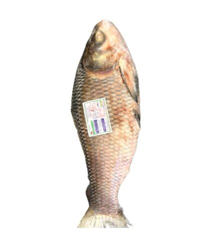 Katla fisk 8.5kg